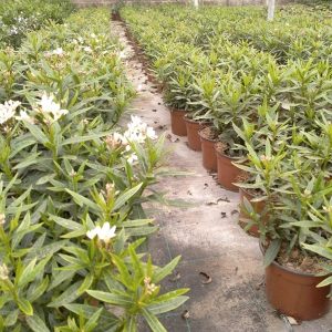 ADELFA MINI (Neriun oleander nana)