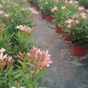 ADELFA MINI (Neriun oleander nana)