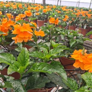 CROSSANDRA