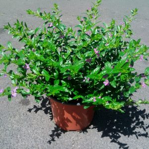 CUPHEA VIOLETA