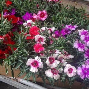 DIANTHUS