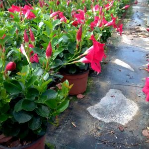 DIPLADENIA