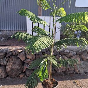 FLAMBOYAN (Delonix Regia)