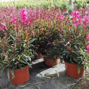 GAURA