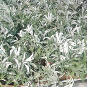GAZANIA GRIS
