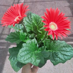 GERBERA DE EXTERIOR
