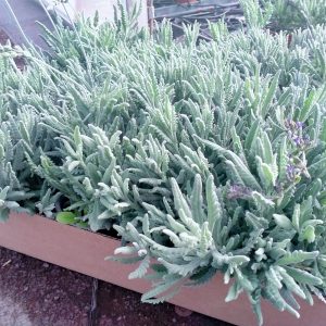 LAVANDA GRIS