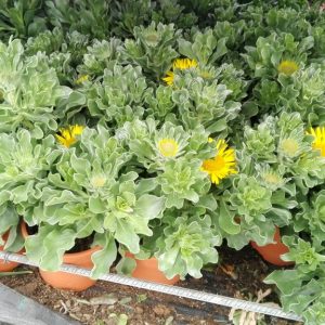 MARGARITA MAJORERA  (Asteriscus sericeus)