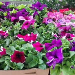 PETUNIA