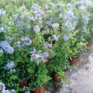 PLUMBAGO AZUL