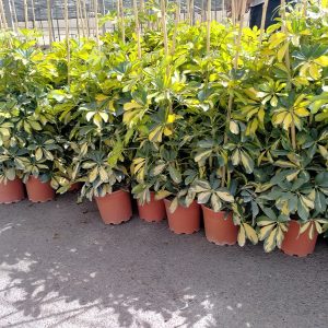 SCHEFFLERA