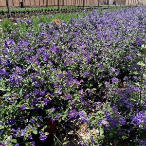 SOLANUM RANTONETTI