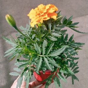 TAGETES