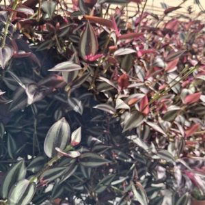 TRADESCANTIA ZEBRINA (Violet Hill)