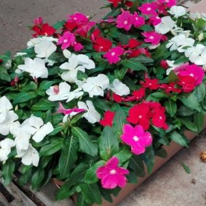 VINCA