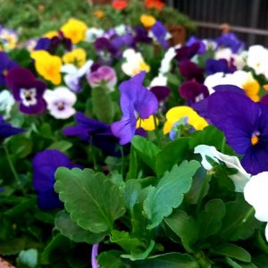 VIOLA