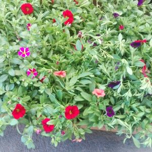 CALIBRACHOA