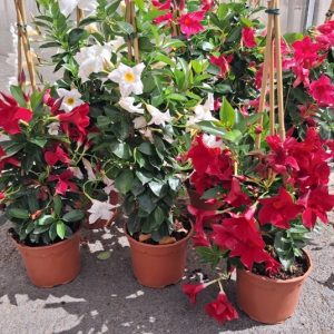 DIPLADENIA 3 TUTORES 90 CM