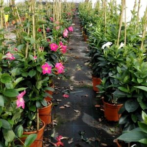 DIPLADENIA 3 TUTORES 90 CM