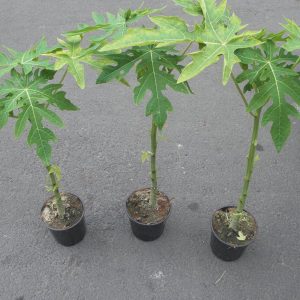 PAPAYA (oferta solo en cajas completas)