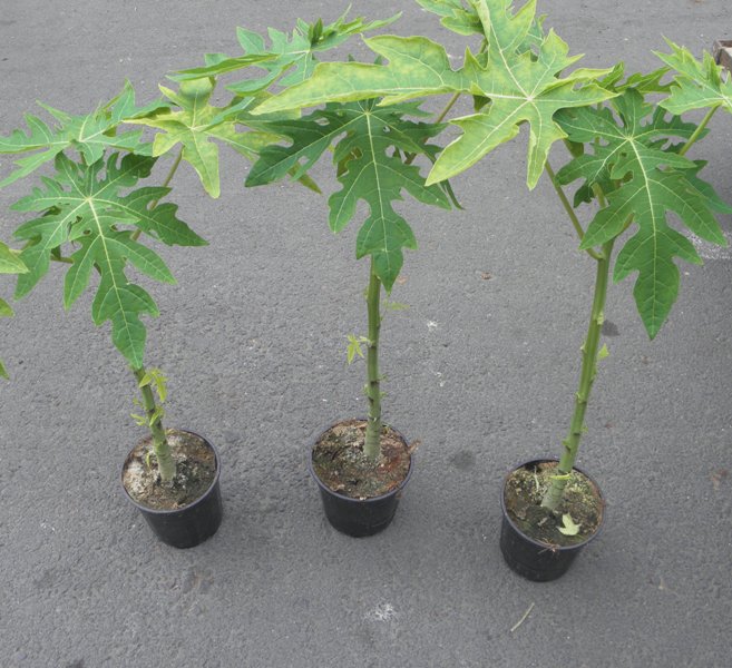 PAPAYA (oferta solo en cajas completas)