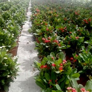 EUPHORBIA MILII