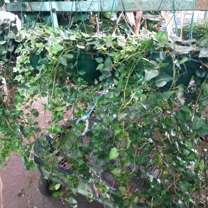 HEDERA MINI