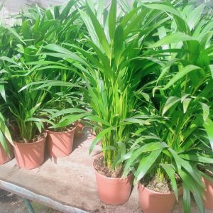 ARECA