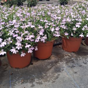 LOBELIA COMPACTA