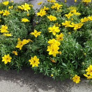 BIDENS
