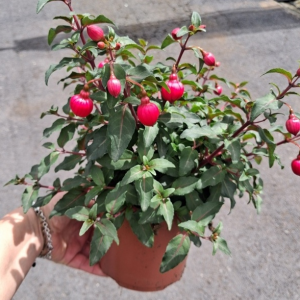 FUCHSIA