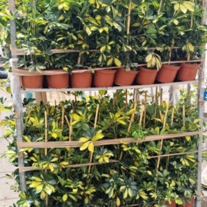 SCHEFFLERA ARBORICOLA