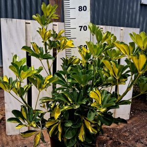 SCHEFFLERA ARBUSTIVA
