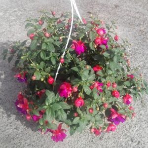 FUCHSIA