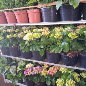 HORTESIAS (Hydrangea)