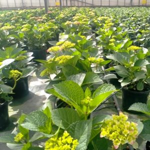 HORTESIAS (Hydrangea)