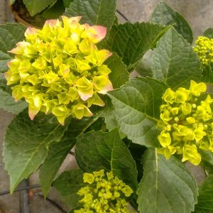 HORTESIAS (Hydrangea)