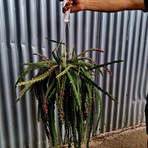 LEPISMIUM CRUCIFORMIS (CACTUS)