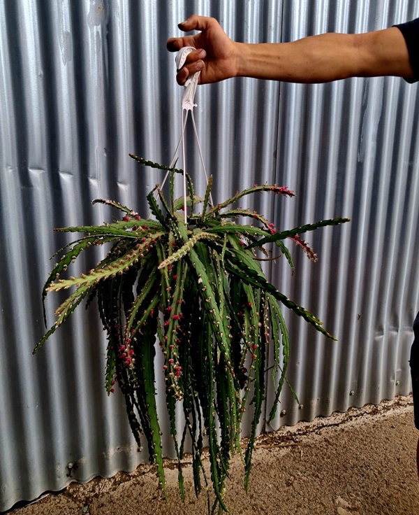 LEPISMIUM CRUCIFORMIS (CACTUS)