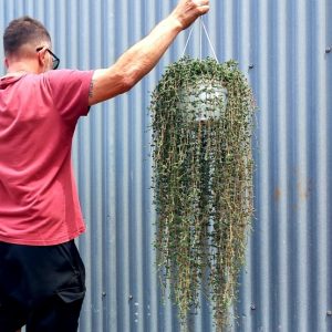 PELO MAGDALENA (DROSANTHEMUM)