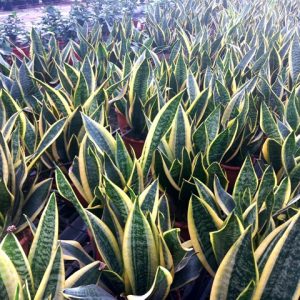 SANSEVIERIA SUPERBA
