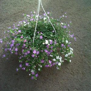 BACOPA