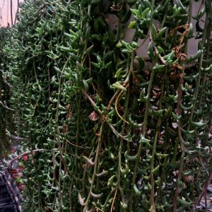 SENECIUS PEREGRINUS