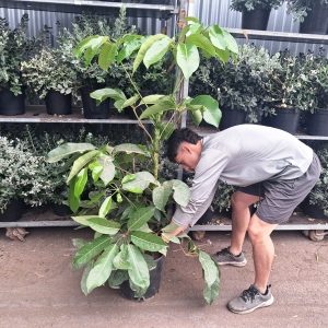 SCHEFFLERA ACTINOPHYLA