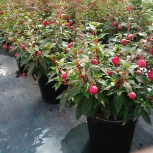 FUCHSIA ERECTA
