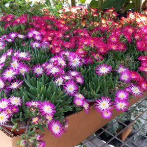 DELOSPERMA
