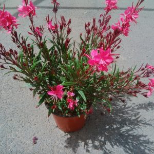 GAURA
