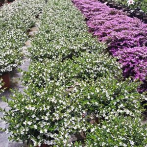 CUPHEA BLANCA ¡Última semana en oferta!