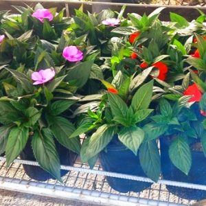 IMPATIENS
