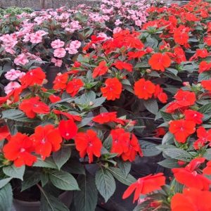 IMPATIENS